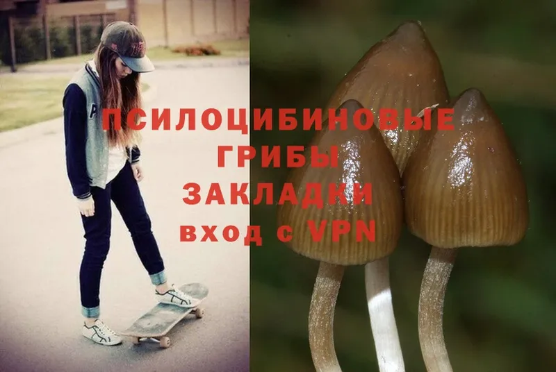 закладка  Гатчина  Галлюциногенные грибы Cubensis 